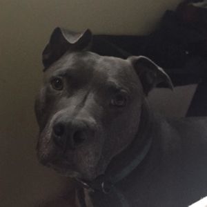 Meet your Posher, Shane